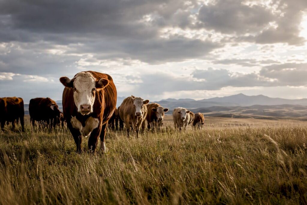 Grass-fed cattle in an Alberta pasture