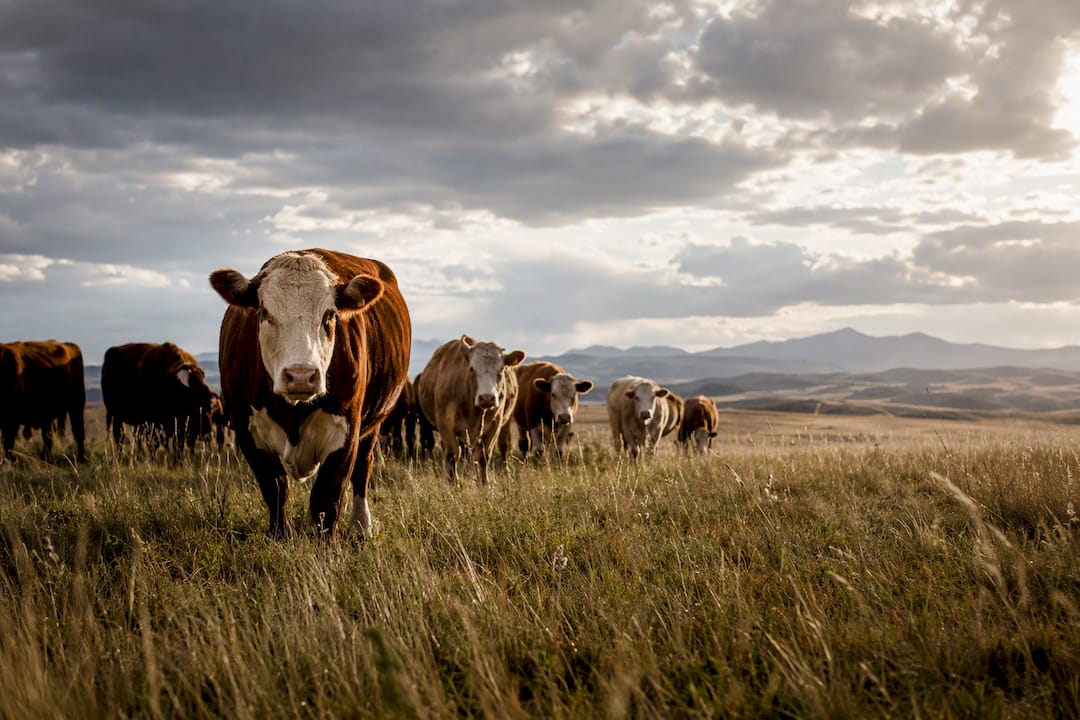 Grass-fed cattle in an Alberta pasture